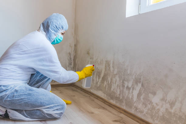 Licensed Mold Remediation service in Halethorpe, MD - WQB Mold Removal